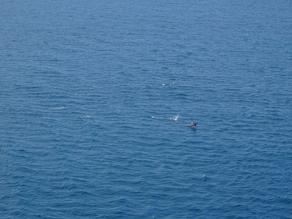 Delfiny w Morzu Czarnym